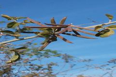 Indigofera trita var. trita